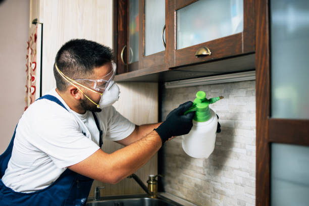Wasp Removal Services in Cockeysville, MD
