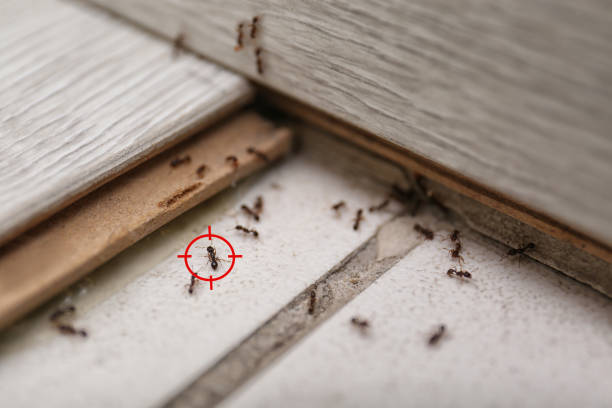 Best Affordable Pest Control Services  in Cockeysville, MD