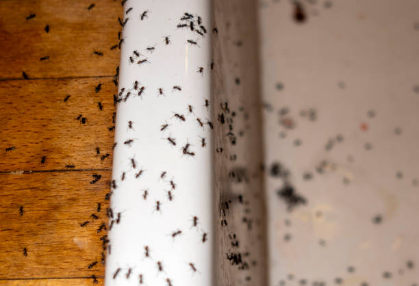 Trusted Cockeysville, MD Pest Control Experts