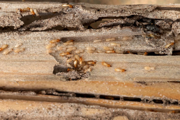 Best Commercial Pest Control Services  in Cockeysville, MD